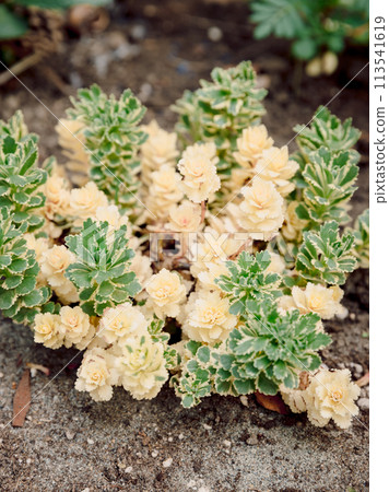 Sedum takesimense Atlantis or Takeshima Stonecrop growing in garden 113541619