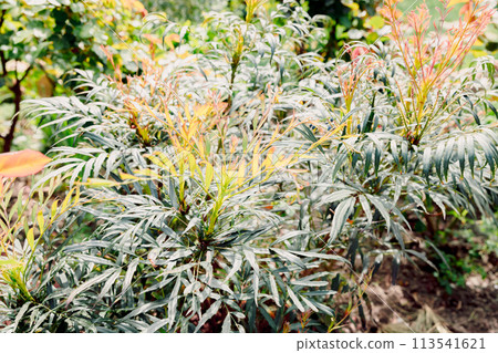 Mahonia narihira in spring, close up view Mahonia narihira in spring, close up view 113541621