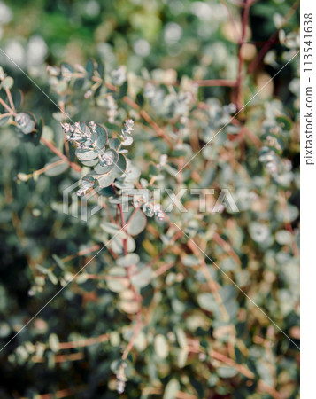 Eucalyptus gunnii azura, hardness plant 113541638
