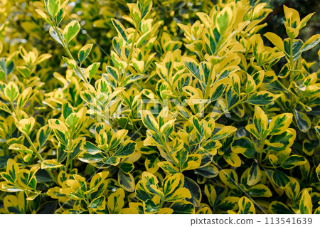 Euonymus fortunei Emerald Gold in garden, variegated leaves 113541639