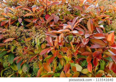 Photinia red robin with bright red foliage Photinia red robin with bright red foliage 113541640