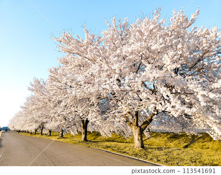 Scenery of a row of cherry trees in full bloom [Sakura-lined street in Iguri, Sanjo City] 113541691