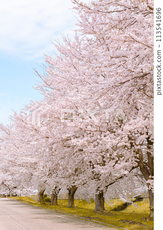 櫻花盛開的櫻花樹風景【三條市井栗櫻花樹】 113541696