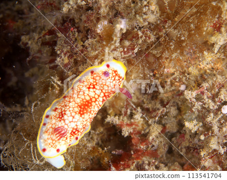 A mesh-patterned sea slug A mesh-patterned sea slug 113541704