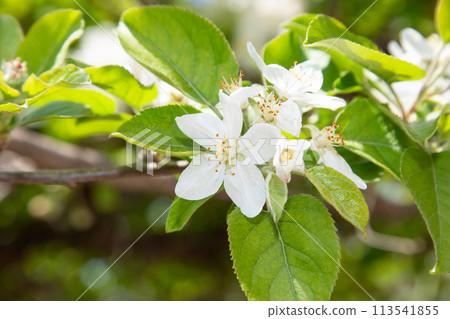 蘋果花(太陽富士花) 蘋果花(太陽富士花) 113541855