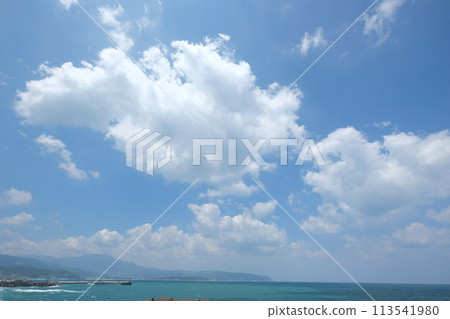 Wild willow Wild willow 113541980