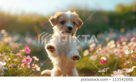 Cute puppy are running and playing on the summer meadow full of colorful flowers. Cute puppy are running and playing on the summer meadow full of colorful flowers. 113542008