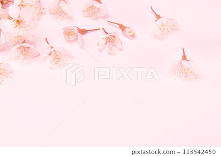Branch of blooming cherry blossoms isolated on pink background. Traditional japanese flower. 113542450