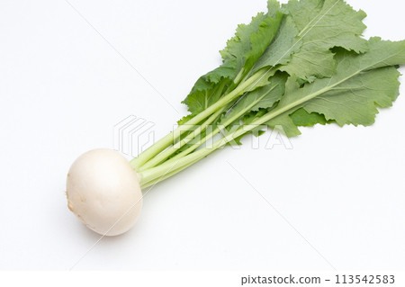 白蘿蔔 113542583