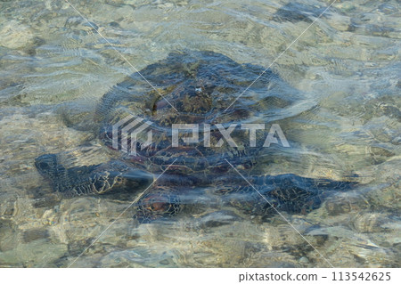 海龜 海龜 113542625