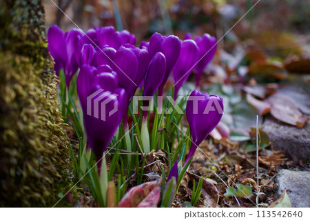 Spring awakening, crocuses in full bloom, the purple flower language is "regret of love", likened to a love story in Greek mythology Spring awakening, crocuses in full bloom, the purple flower language is "regret of love", likened to a love story in Greek mythology 113542640