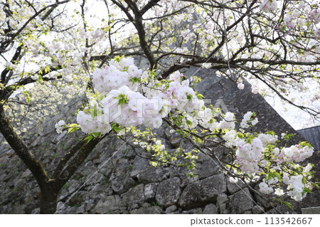 津山城(鶴山公園)春天賞花 津山城(鶴山公園)春天賞花 113542667