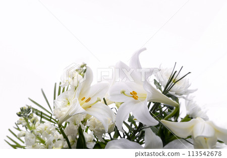 Trumpet lily (5) Trumpet lily (5) 113542678