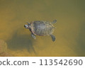 Red ear turtle Red ear turtle 113542690
