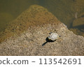 Red ear turtle Red ear turtle 113542691