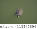 Red ear turtle Red ear turtle 113542694