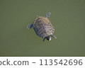 Red ear turtle Red ear turtle 113542696