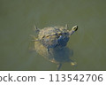 Red ear turtle Red ear turtle 113542706
