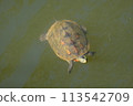 Red ear turtle Red ear turtle 113542709