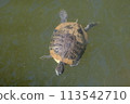 Red ear turtle Red ear turtle 113542710