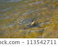 Red ear turtle Red ear turtle 113542711