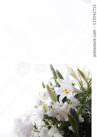 長尾百合 (11) 長尾百合 (11) 113542713