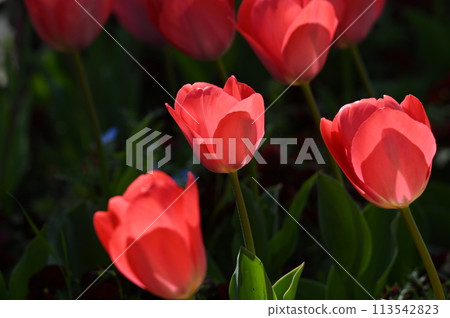 Cute red tulip flowers 113542823
