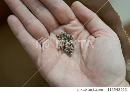 黑米粒 黑米粒 113542913