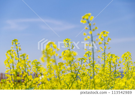 Rape blossoms blooming toward the blue sky 113542989