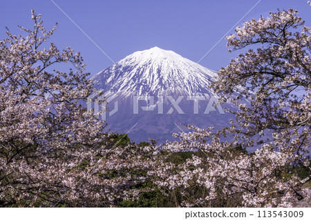 Cherry blossoms and Mt. Fuji from Taisekiji Temple in Fuji City 113543009