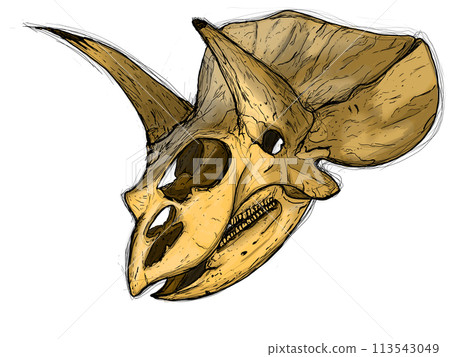 三角龍頭骨化石的插圖 三角龍頭骨化石的插圖 113543049