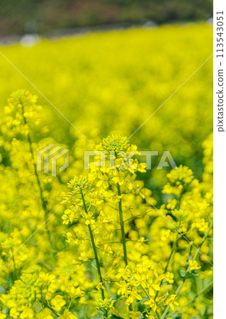 油菜花遍地開花 113543051
