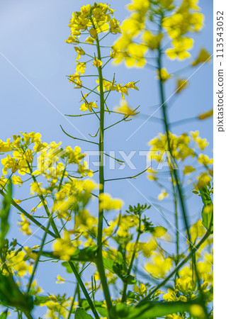 強姦開花發光在藍天 強姦開花發光在藍天 113543052