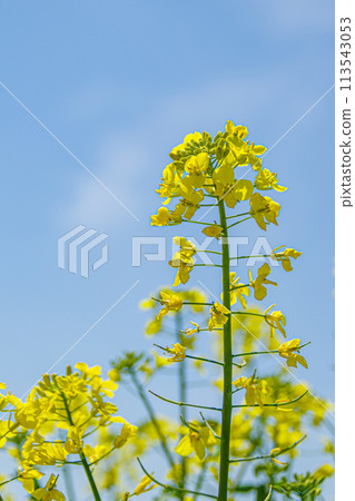 油菜花開向藍天 113543053