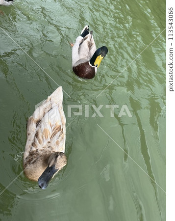 鴨子游泳在池塘 113543066