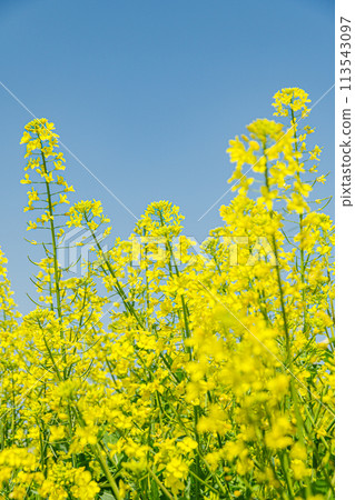 強姦開花發光在藍天 強姦開花發光在藍天 113543097