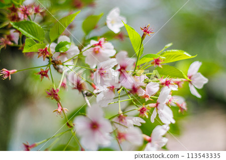Cherry blossoms blooming in a nearby park in spring Cherry blossoms blooming in a nearby park in spring 113543335
