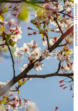 閃耀在藍天的櫻花 閃耀在藍天的櫻花 113543469