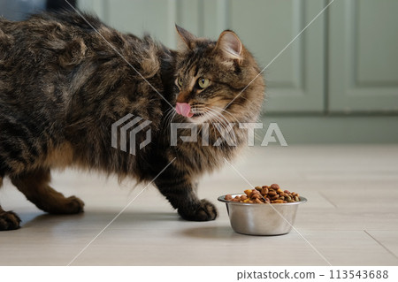 Cat Eating from Bowl on the Floor. Young Cat Eats Food, Licking Tongue. Feline Feeding at Home. Dining Room Background. Tabby Cat Eating Meat, Meal. Front View. Pet Food Banner. Domestic Animals Food Cat Eating from Bowl on the Floor. Young Cat Eats Food, Licking Tongue. Feline Feeding at Home. Dining Room Background. Tabby Cat Eating Meat, Meal. Front View. Pet Food Banner. Domestic Animals Food 113543688