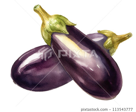 eggplant 113543777