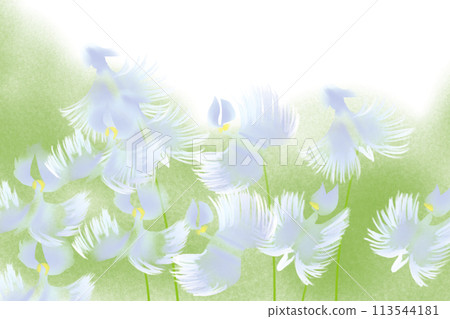 鷺花卡3 113544181