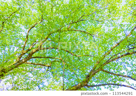樹、葉、新鮮綠、綠、幼葉、春天、初夏、森林、森林、戶外、景觀、葉子、植物、生態、生態、環境、日本 113544291