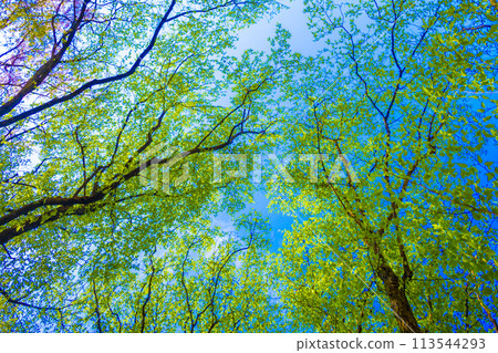 tree, leaves, fresh green, green, young leaves, spring, early summer, forest, woods, outdoors, landscape, leaves, plants, ecology, eco, environment, Japan 113544293