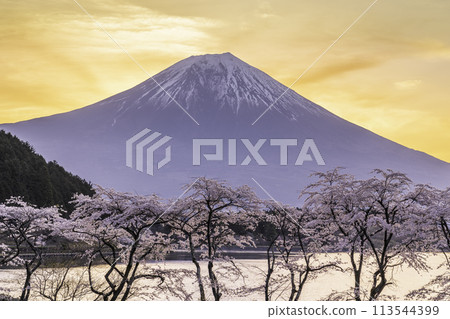 日出時從狸湖看櫻花和富士山 日出時從狸湖看櫻花和富士山 113544399