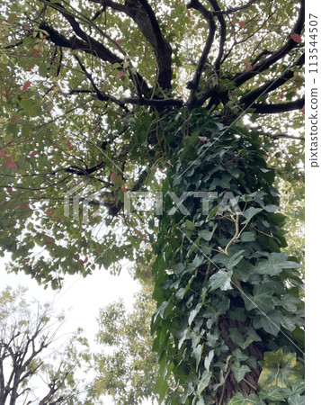 多雲的天空，常春藤附著在路邊的樹上 113544507