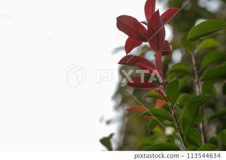 In the autumn season, the green and red of the Japanese photinia leaves blend together 113544634