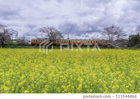 從小湊鐵道飯急站出發,穿過櫻花和油菜花田的機車 從小湊鐵道飯急站出發,穿過櫻花和油菜花田的機車 113544868