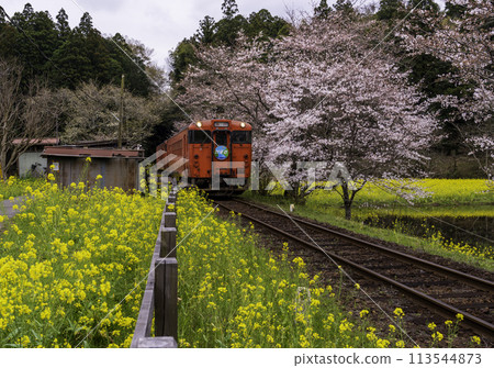 A locomotive running through cherry blossom and rapeseed flower fields from Kominato Railway Iikyu Station 113544873