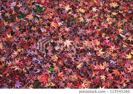 Scenery of fallen leaves 113545260