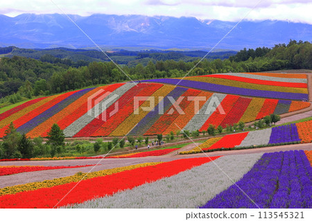 七彩花朵 113545321